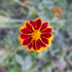 Vibrant Color Single Marigold Close Up - Autumn Flower in Focus