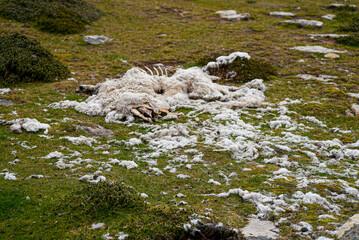Decaying sheep carcass lying on open grassland with tufts of wool scattered around. The image captures the raw side of nature on the remote Falkland Islands. 