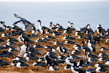 This image shows a dense colony of imperial shags nesting on dry grass near the coast of the...