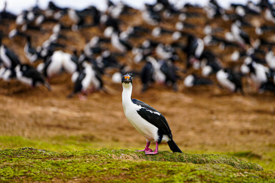 Close-up of an imperial cormorant standing on green moss in the Falkland Islands. A large colony of similar birds is seen blurred in the background on the dry, earthy slope behind it.
