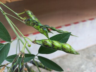 Green fresh pods of tur dal are planted on the plant,Fresh green pigeon pea pods are growing on the plant.,
The image shows pigeon pea beans, also known as red gram, pigeon pea, or gango pea. A perenn