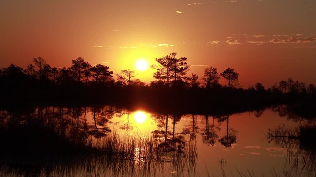 Witness the stunning sunset over Yelnya swamp in Belarus, where raised and transitional swamps meet tranquil lakes, creating a peaceful atmosphere in nature's reserve