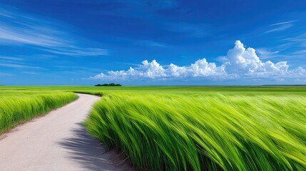 A scenic view of a dirt path winding through a lush green field of grass, with a bright blue sky and white clouds overhead. The grass is swaying in the wind, cr