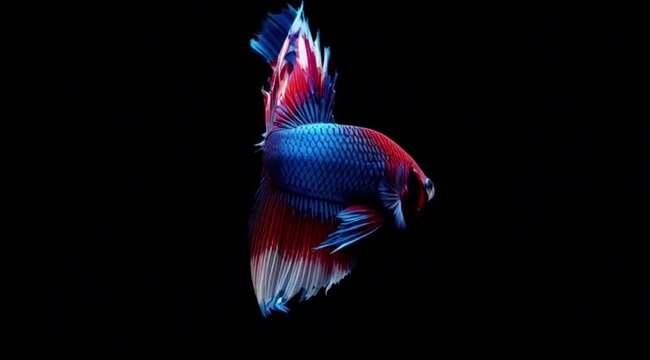 Stunning Red, White, and Blue Halfmoon Betta Fish on a Black Background