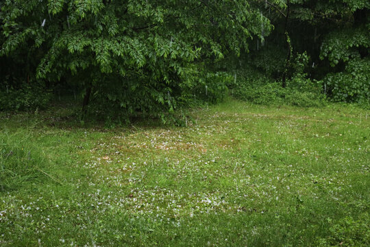 Hailstorm in the garden on summer season. Meadow covered by hailstones