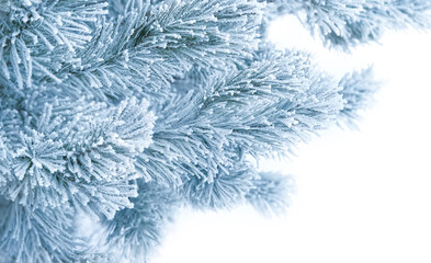 Fototapeta premium rime covered needles pine tree branches close up, snowy nature background. Winter season, frosty cold weather. beautiful winter landscape. New Year, Christmas holidays atmosphere. template for design