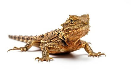 Obraz premium Close-up studio shot of a brown bearded dragon lizard with spiky scales, isolated on a white background.