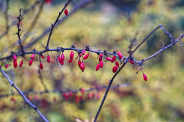 berries of the barberry shrub