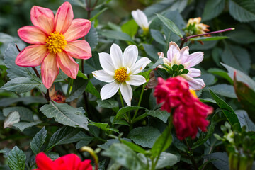 red and white flowers