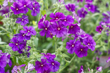 purple flowers