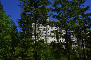 las i wysokie drzewa, budowla za drzewami, sylwetka romantycznego zamku na sklale w lesie za drzewami, the silhouette of a romantic castle on a rock in the forest behind the trees   © kateej