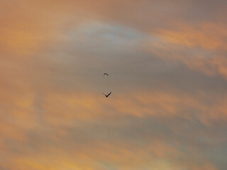 bird flying over the sunset clouds