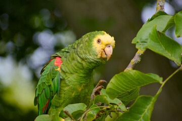Close-up of vibrant yellow-headed Amazon parrot sitting among walnut leaves