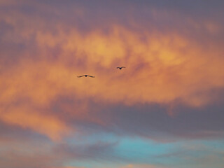 bird flying over the sunset clouds