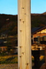 木の柱に止まる赤とんぼ