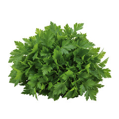 Fresh Green Parsley Herb Bush Isolated