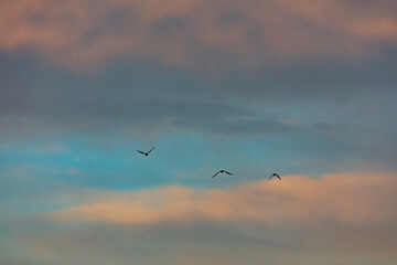 bird flying over the sunset clouds