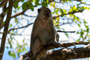 Monkey sitting on tree branches, nusa panida, bali.