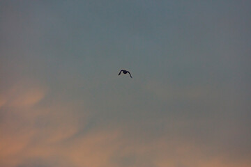 bird flying over the sunset clouds
