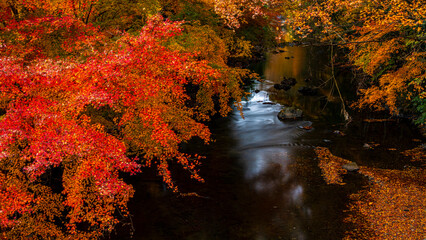 紅葉に包まれる川　横宿橋の紅葉　絶景