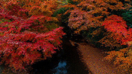 横宿橋の紅葉　茨城　城里町　絶景