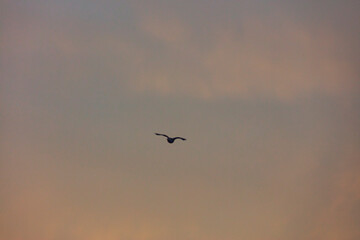 bird flying over the sunset clouds