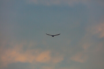 bird flying over the sunset clouds