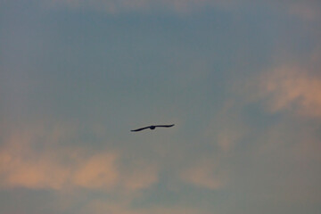 bird flying over the sunset clouds