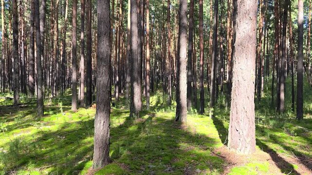 Video of Walk through a mossy pine forest in summer season.