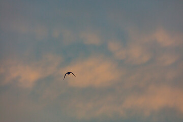 bird flying over the sunset clouds