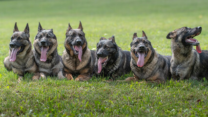 The picture shows a German Shepherd Dog (GSD).
