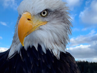 Ultra-wide close-up of a Bald Eagle (Haliaeetus leucocephalus) with piercing eye and yellow beak against blue sky. Ideal for: wildlife education, conservation campaigns, national freedom symbols.