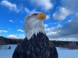 Ultra-wide close-up of a Bald Eagle (Haliaeetus leucocephalus) with piercing eye and yellow beak against blue sky. Ideal for: wildlife education, conservation campaigns, national freedom symbols.