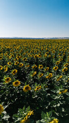 vibrant sunflower field under a brilliant blue sky, framed by the sun's glare and distant rolling hills