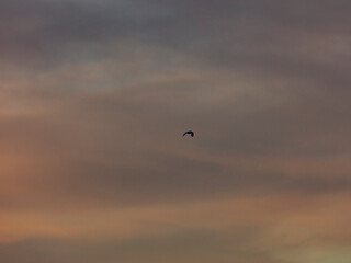 bird flying over the sunset clouds