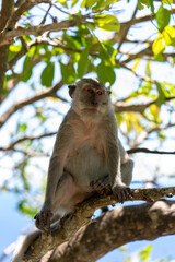 Monkey sitting on tree branches, nusa panida, bali.