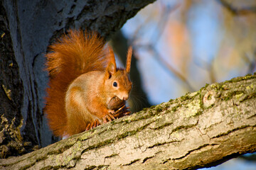 Wildlife portrait of red squirrel with walnut in mouth and paws