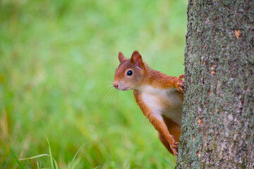 Red squirrel peeking out from a tree trunk close-up