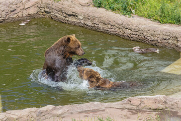 Bears playing under the access bridge of Hartelfels Castle, a magnificent Renaissance castle in the city of Torgau
