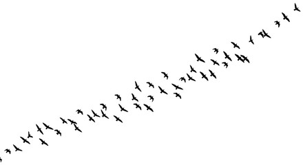 Fototapeta premium Flock of birds flying in formation against a white sky background