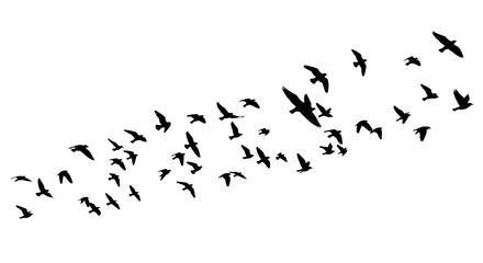 Silhouette of a flock of birds flying together in formation against white sky