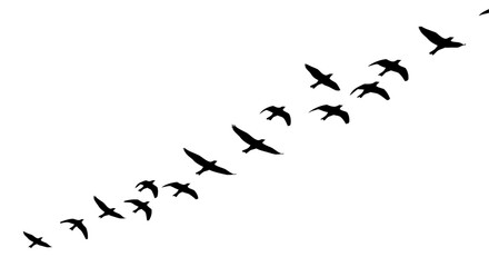 Birds flying in formation silhouette against white sky in diagonal line