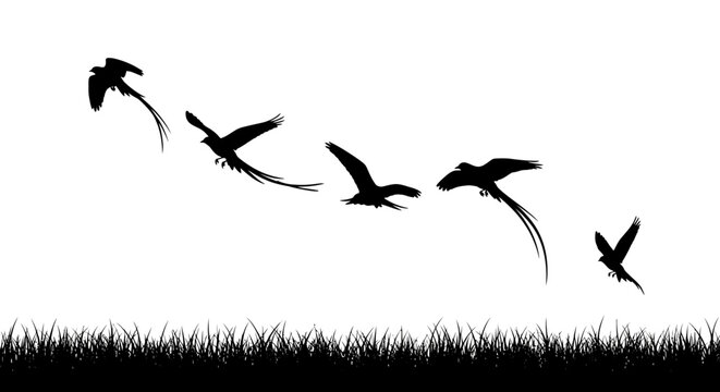 Silhouette of pheasants taking flight from grassland in a sequential animation