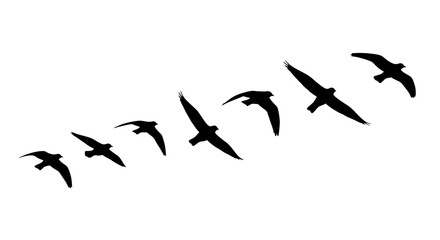 Obraz premium Silhouette of birds flying in formation against a white background for design