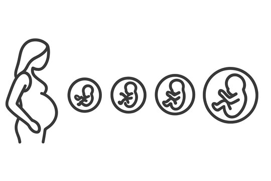 Human pregnancy stages and fetal development timeline from embryo to fetus