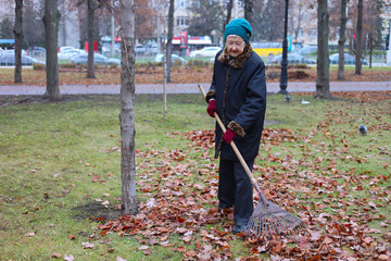 Autumn harvesting work of dead leaves in a perk. Elderly woman using a rake removes dead leaves from the lawn. Work in the fresh air of the elderly.