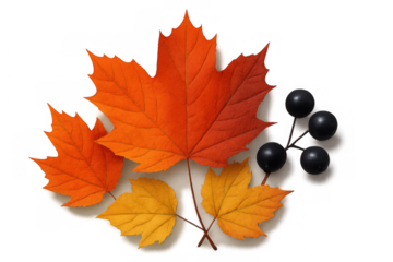 Autumn maple leaves in vibrant orange and yellow colors, fallen foliage with dark berries and transparent background