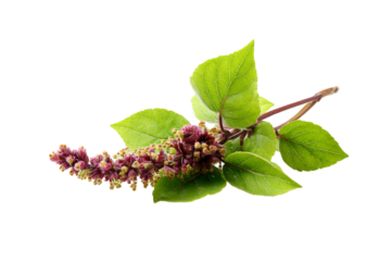 Tulsi tea for calming and refreshing experience isolated on transparent background