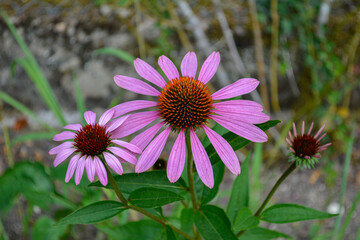 Plant de trois fleurs d'échinacée pourpre à l'ombre