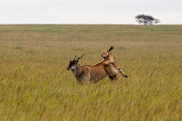 the hunt © Elodie